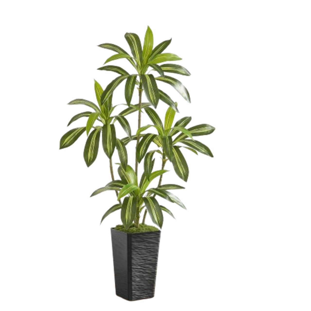 5FT Artificial Dracaena Silk Tree with Black Planter - Real Touch Fake Plant for Home & Office Decor, Faux Yucca Indoor Floor Tree